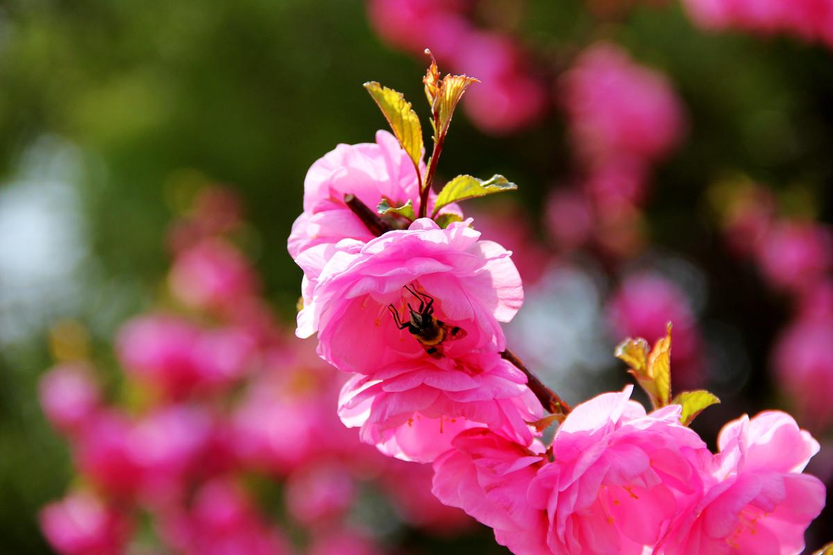 春天：春意濃濃，生機勃勃