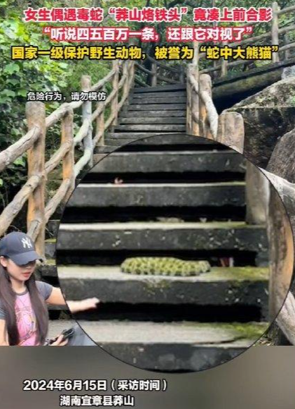 女生偶遇毒蛇“莽山烙鐵頭”后竟湊上前合影：聽說四五百萬一條